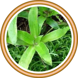 Callisia fragrans